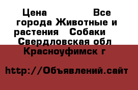 French Bulldog Male › Цена ­ 150 000 - Все города Животные и растения » Собаки   . Свердловская обл.,Красноуфимск г.